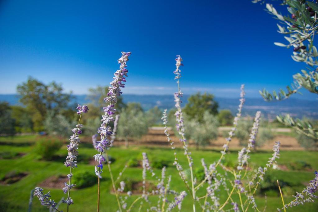Odina Agriturismo Loro Ciuffenna Εξωτερικό φωτογραφία